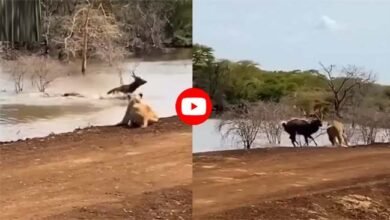 Hiran Ka Video: काल बनकर आए शेरनी और मगरमच्छ, फिर आगे हिरण के साथ जो हुआ...