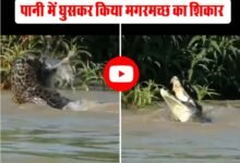 Wildlife Viral Video: पानी में घुसकर किया मगरमच्छ का शिकार, वीडियो देख रोंगटे खड़े हो जाएंगे