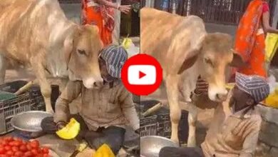 Cow-Human Friendship: सब्जी वाले पर गाय ने खूब लुटाया प्यार, वीडियो देख लोग बोले- दिल से अमीर यही हैं