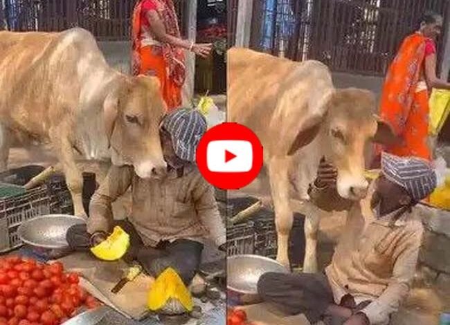 Cow-Human Friendship: सब्जी वाले पर गाय ने खूब लुटाया प्यार, वीडियो देख लोग बोले- दिल से अमीर यही हैं