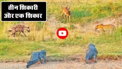 Wildlife Video: एक ही श‍िकार पर झपट पड़े 3 खतरनाक शिकारी, फिर आगे जो हुआ उसे देख रोंगटे खड़े हो जाएंगे