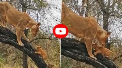Sher Ka Viral Video: शेरनी अपने नन्हे बच्चों को पेड़ पर चढ़ना सिखा रही, ट्रेनिंग देख दिल हो जाएगा खुश