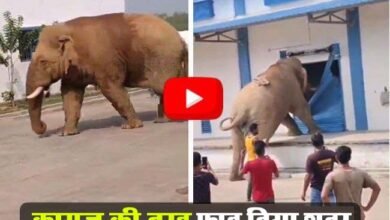 Hathi Ka Viral Video: भूख से परेशान हाथी ने गोदाम के शटर को कागज की तरह फाड़ दिया, वीडियो देख लोग हुए भावुक
